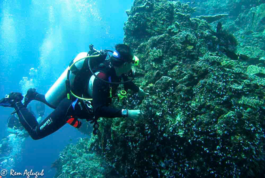 Basic Underwater Photography